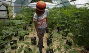 Cannabis  could become Malawi’s main Source of  Foreign Exchange