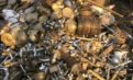 Exportation of scrap metals gets 6 months suspension