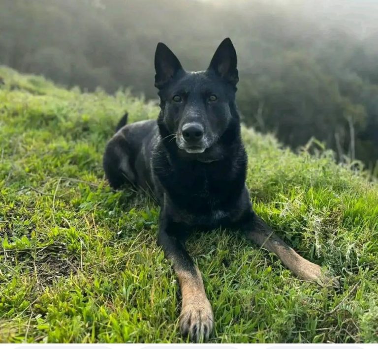 Dog kills 10-year-old girl child in Lilongwe