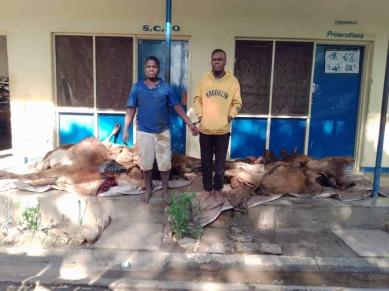 Two arrested for stealing 15 herd of cattle worth K7. 3 million