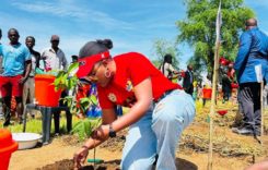 Government urges collaborative efforts in tree management
