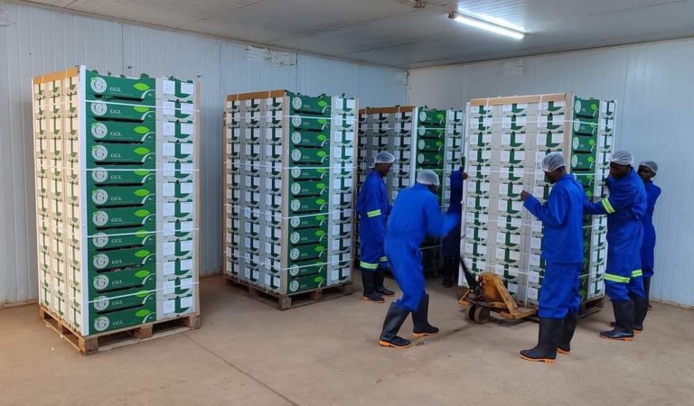Greenbelt Greenhouse Limited bell pepper exports generating more forex