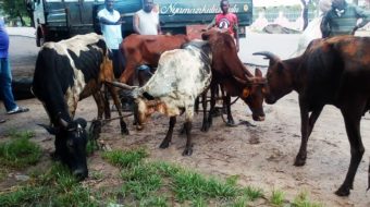 Karonga celebrates MCP win in style as party’s strategist donates nine cows