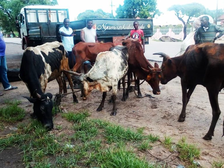 Karonga celebrates MCP win in style as party’s strategist donates nine cows