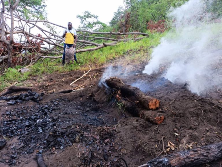 CEPA on the campaign against deforestation.