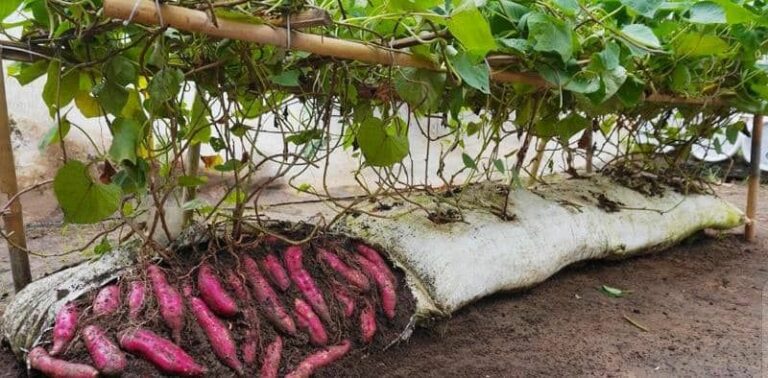 Innovation: Growing sweet potatoes in soil bags