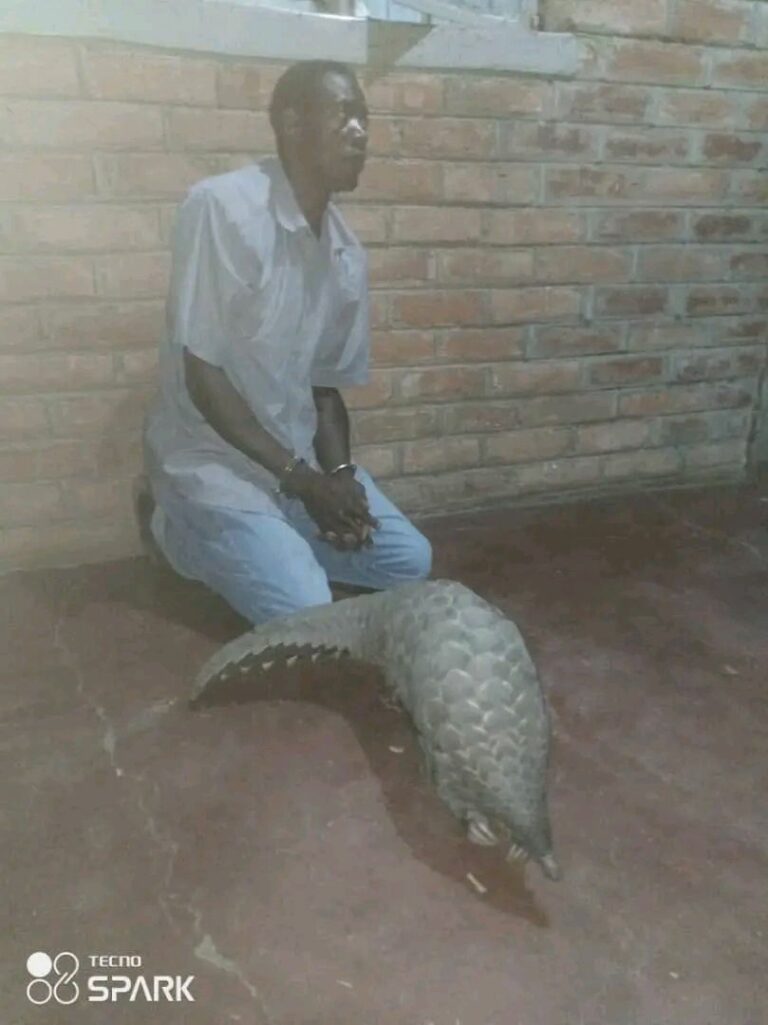 Police in Chikwawa arrest man for possessing live Pangolin