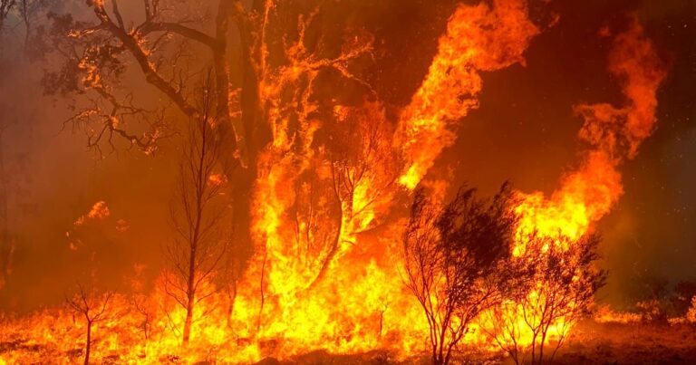 Four young boys die in bush fire in Mzimba