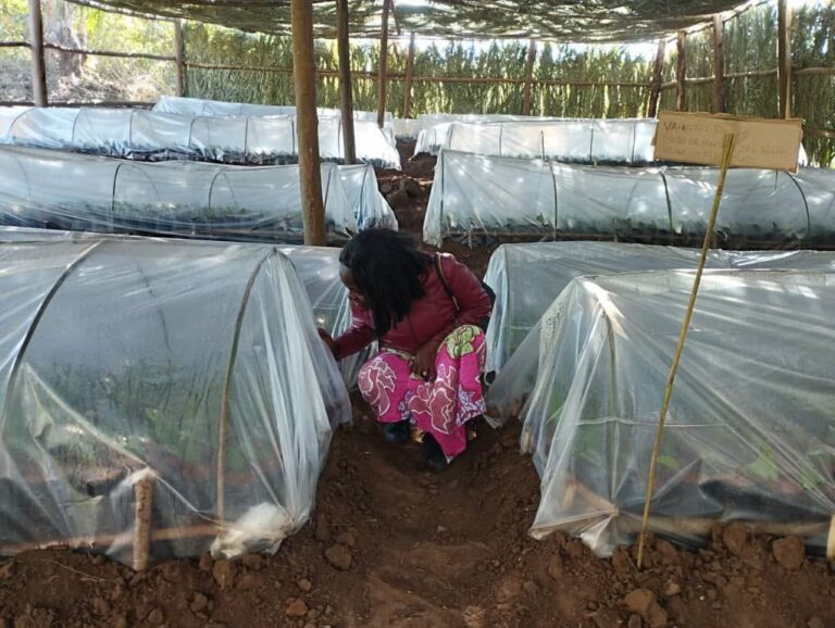 Solidaridad Provides Over 80,000 Tea Seedlings to Uplift Farmers in Thyolo District, Malawi