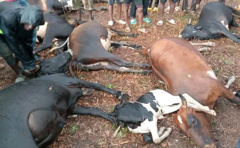 Lightning claims 34 cows in Mchinji