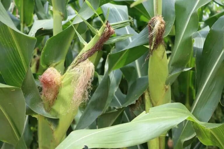 President Lazarus Chakwera inspects Lombwa Farm in Mchinji, promoting commercial farming to combat hunger