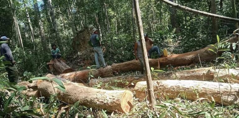Mulanje man killed by falling tree while cutting wood