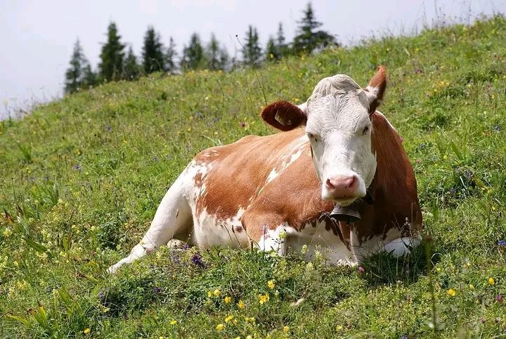 Man found guilty of bestiality in Chitipa, sentenced to 30 months