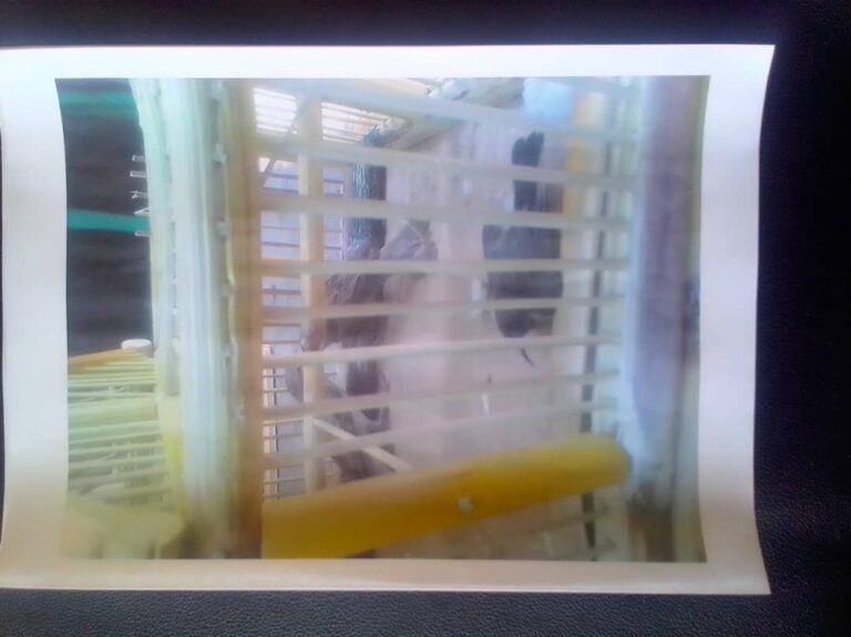 Man Jailed for Possessing Protected Species in Limbe