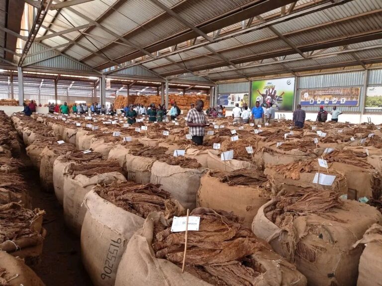 No Sale, No Hope: Tobacco Farmers Lash Out as Bale Rejections Spike at Lilongwe Auction Floors