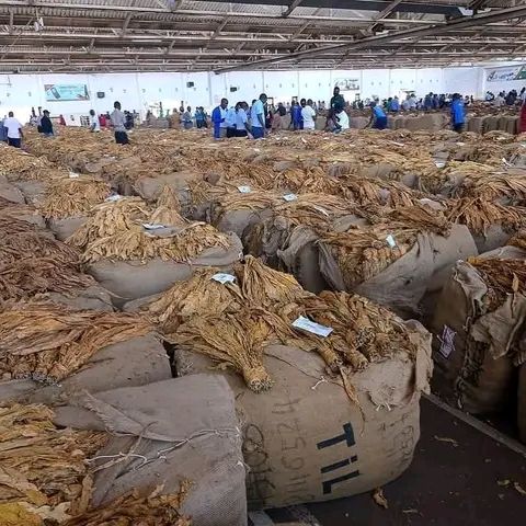 Lower prices drag Malawi tobacco earnings down $49.6m in 2026 season