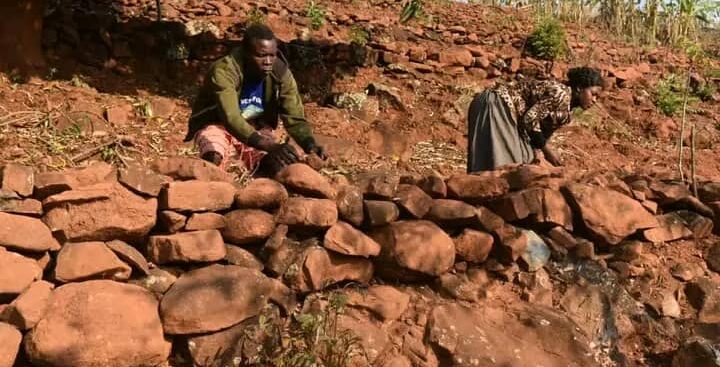 Mulanje farmers reap bigger harvests as land restoration transforms degraded fields